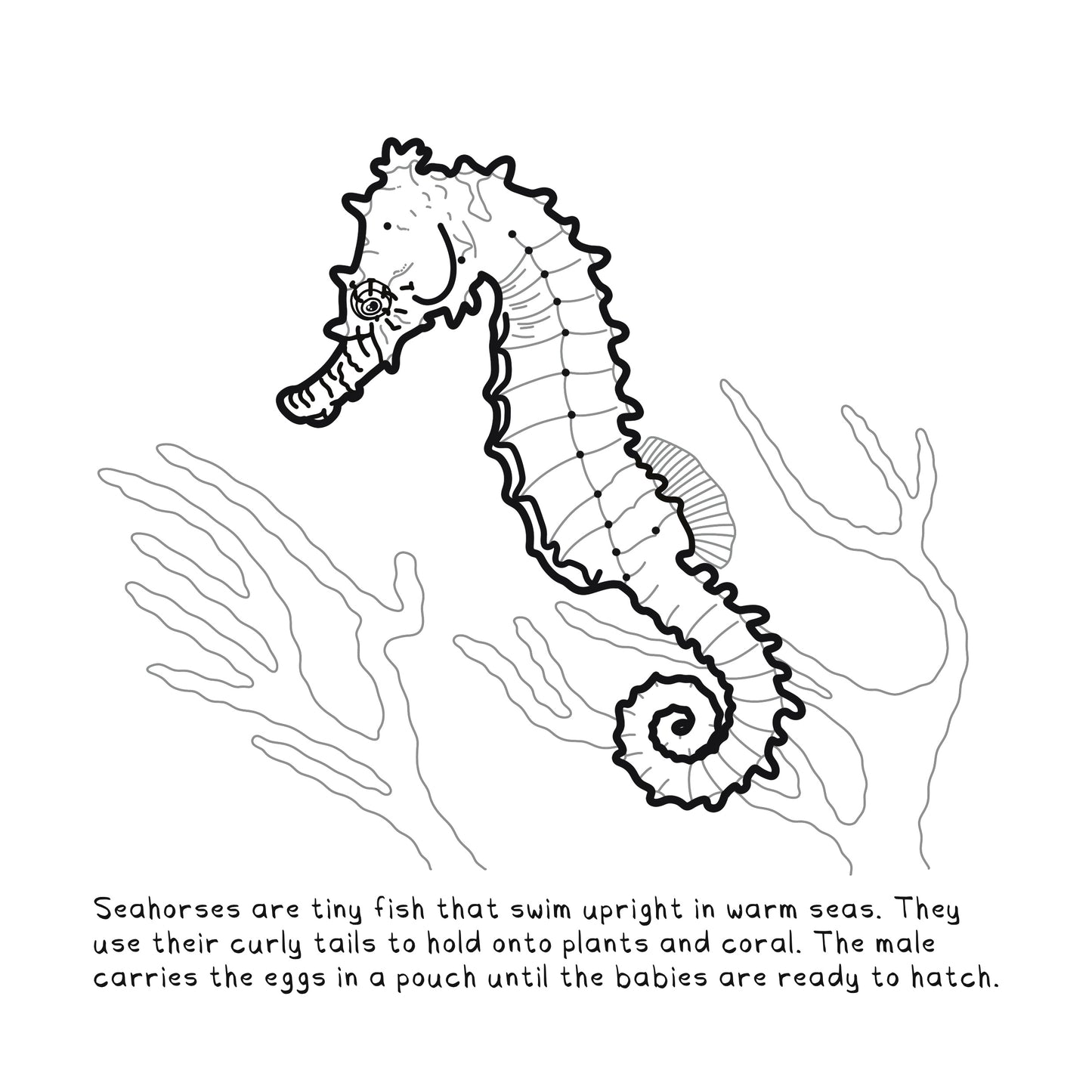 Colouring Page | Scallop Shell | Digital Download