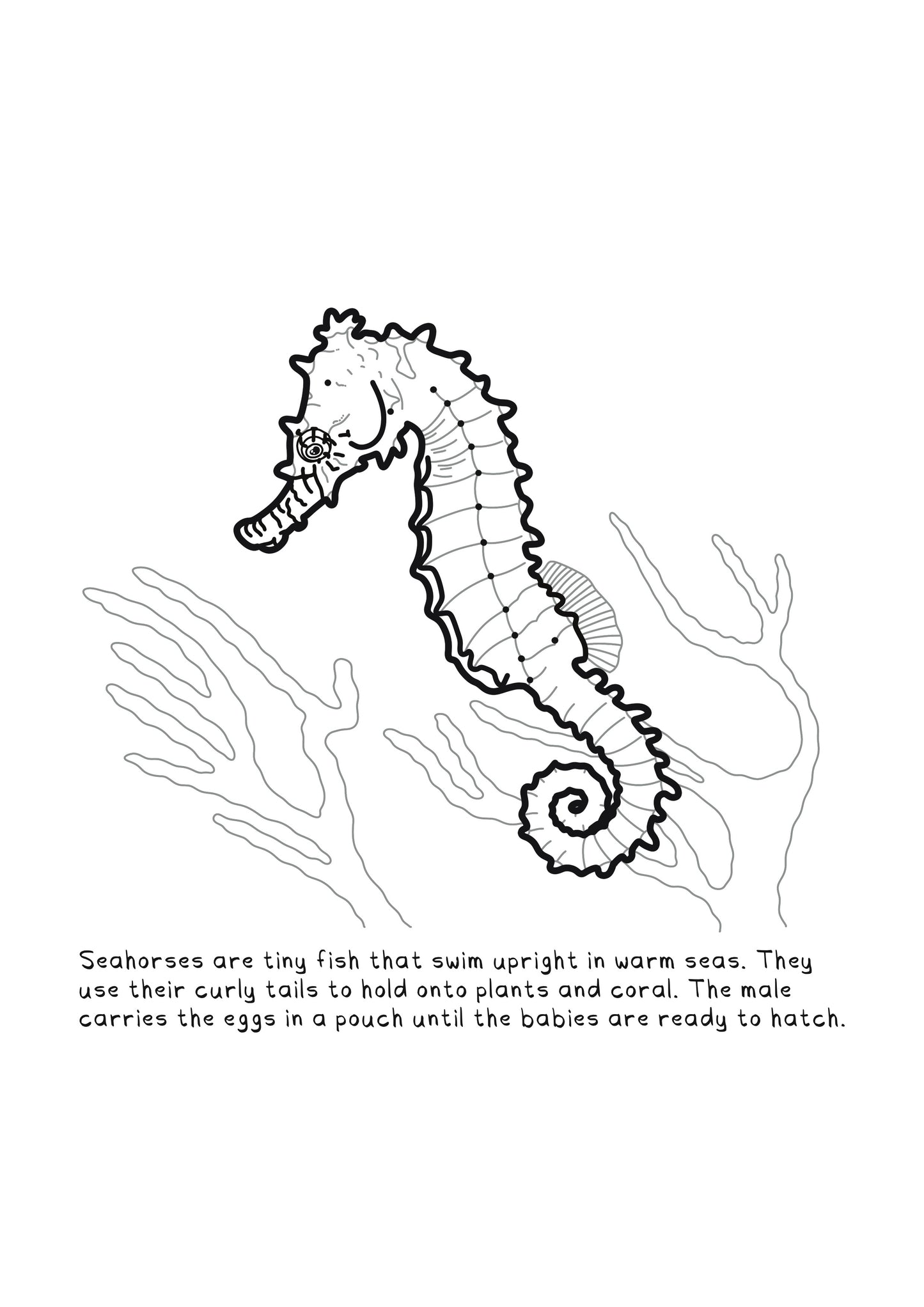 FREEBIE: May 2026 - Colouring Page: Scallop Shell